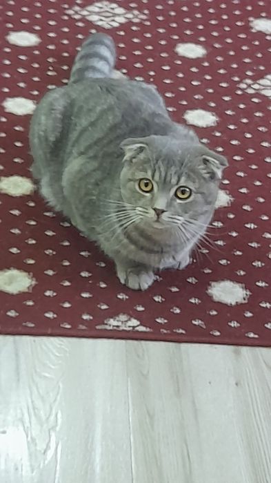 Продали мушук сотилади