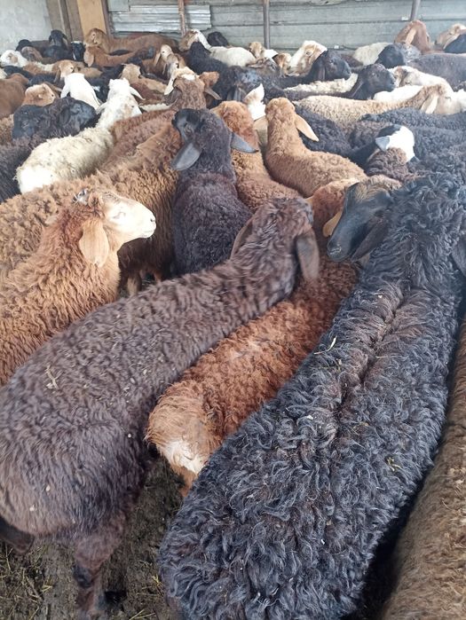 Бараны барашки баранов г.Алматы