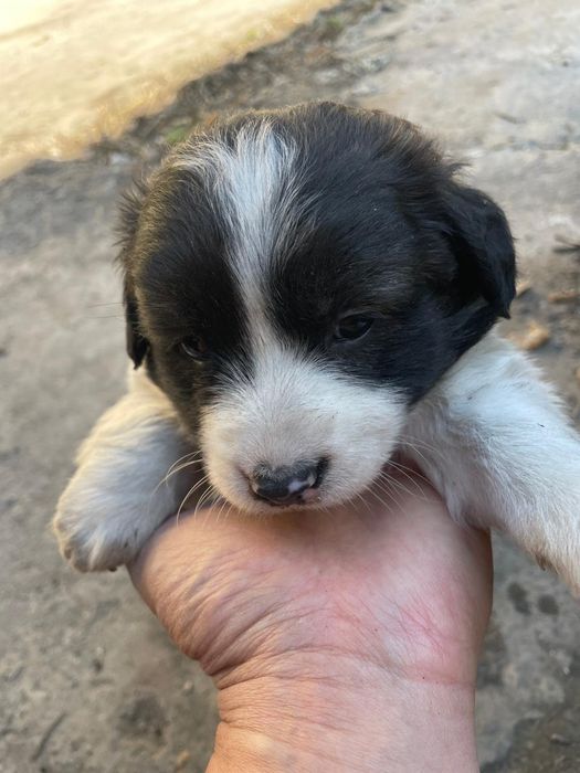 Щенки бесплатно!