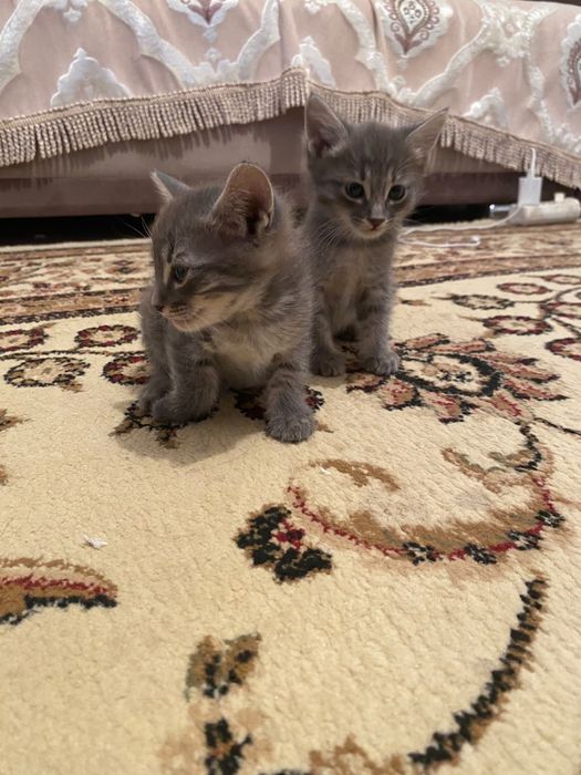 Животные, котята бесплатно