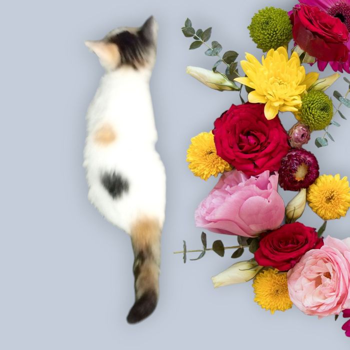 Продам кошечку на счастье