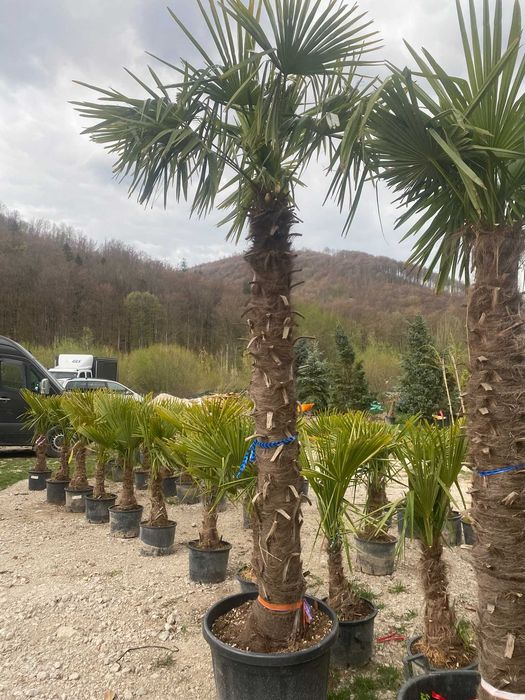 Plante – Palmier Trachycarpus Fortunei – Toate dimensiunile disponibile