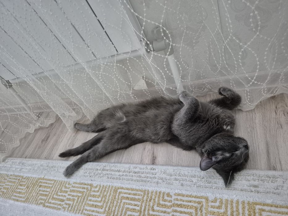 кот в добрые руки