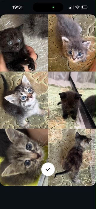 Пристаиваются котята в добрые руки.