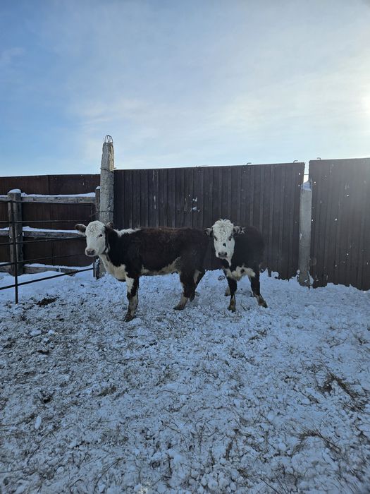 Белоголовые телочки