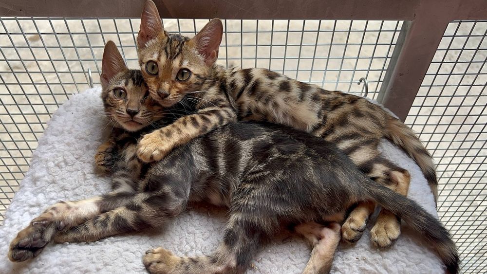 Бенгальский котята