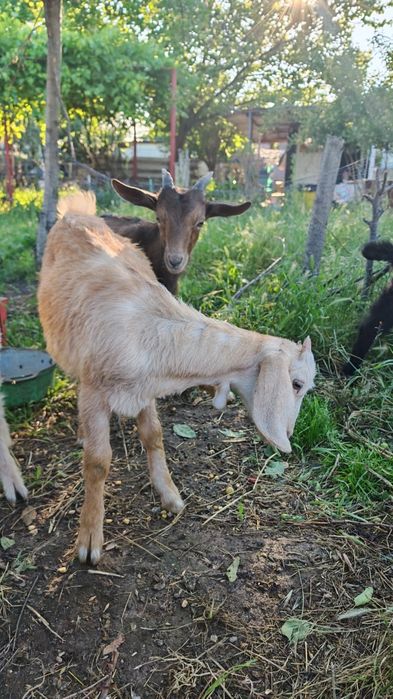 4 Capre și 5 Iezi românești