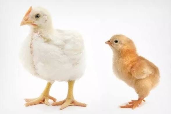 цыплята броллеры