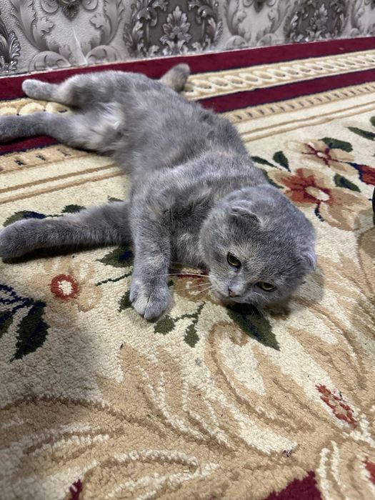 Skotish fold sotiladi 500 000