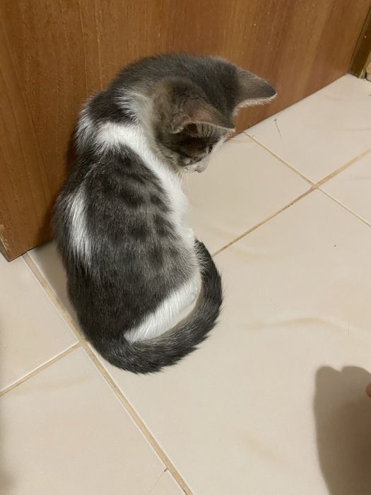Подарявам коте Варна