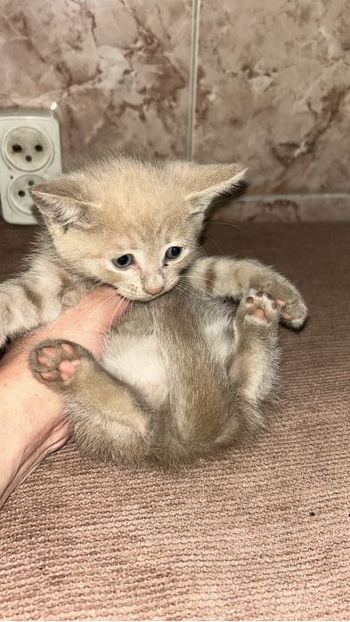 Отдам котят в добрые руки