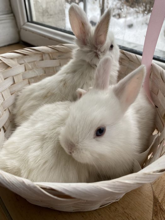 Белоснежные декоративные крольчата  (1 месяц)