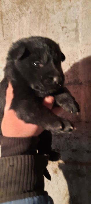 Щенки немецкой овчарки