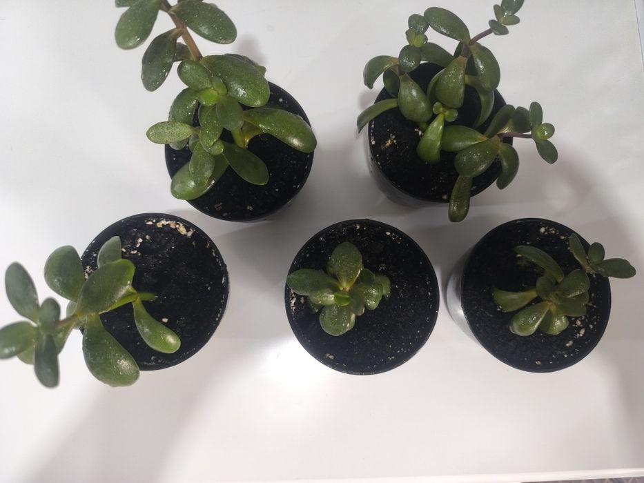 Обмен Растений .