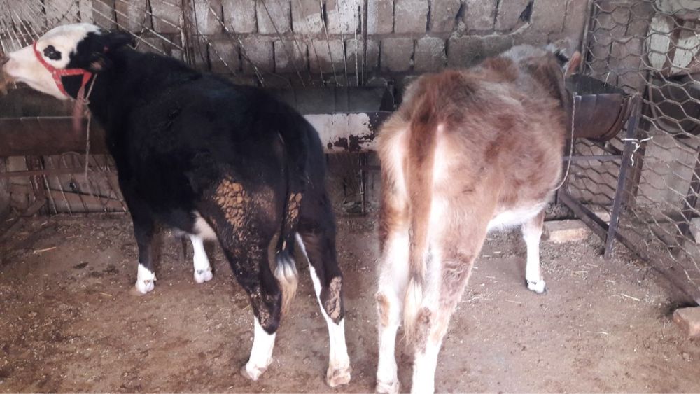 Ikkalasi bir joyda sotiladi parodali mollar