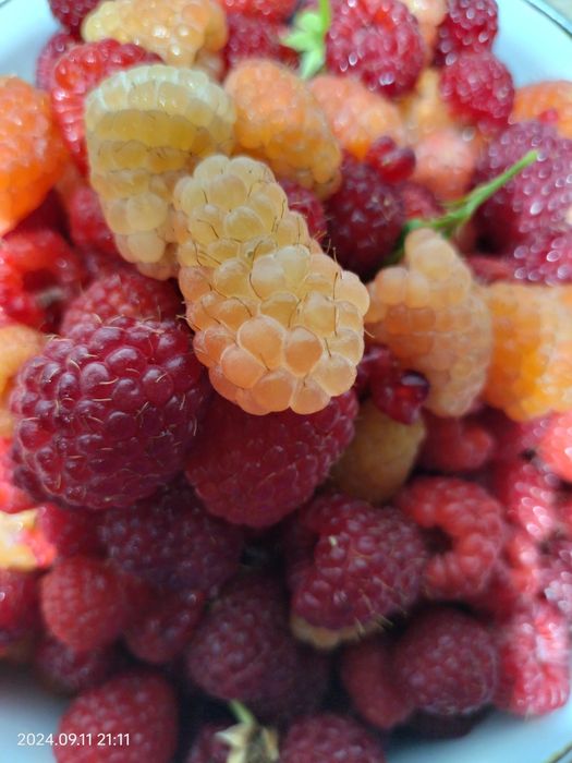 Продам саженцы малины ремонтантной