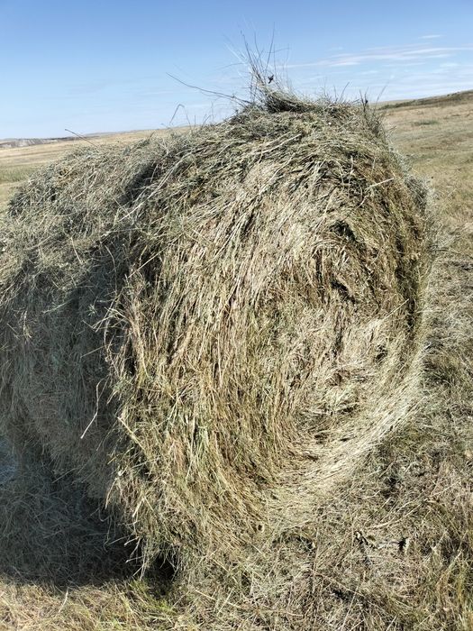 Сено в рулонах разнотравие