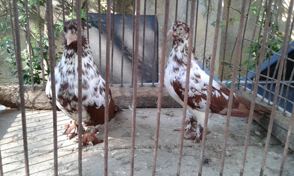 Vând porumbei încălțați de Arad ( Tipleri )