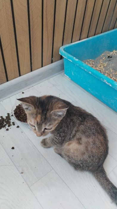 Отдам котёнка девочку в хорошие руки