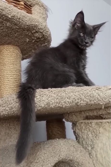 Мейн куун породисти котенца