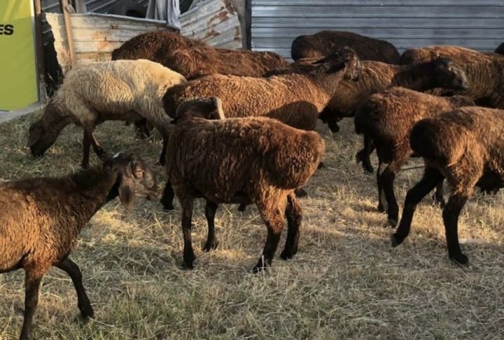 кой сатылады союга