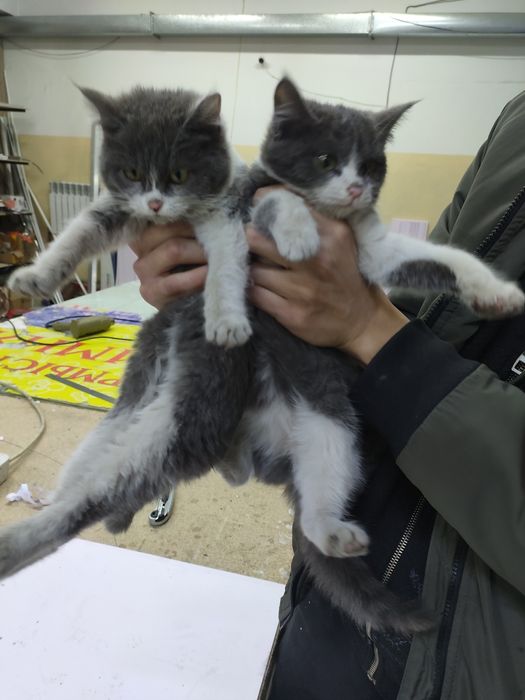 2 маленьких котят