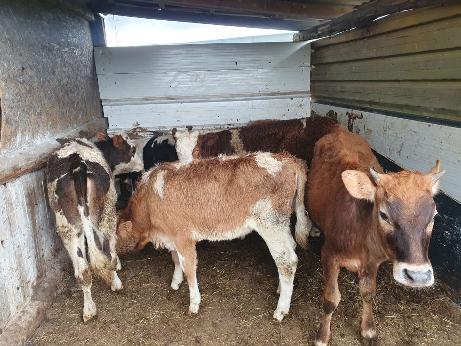 Vand vitele baltate si 1 angus