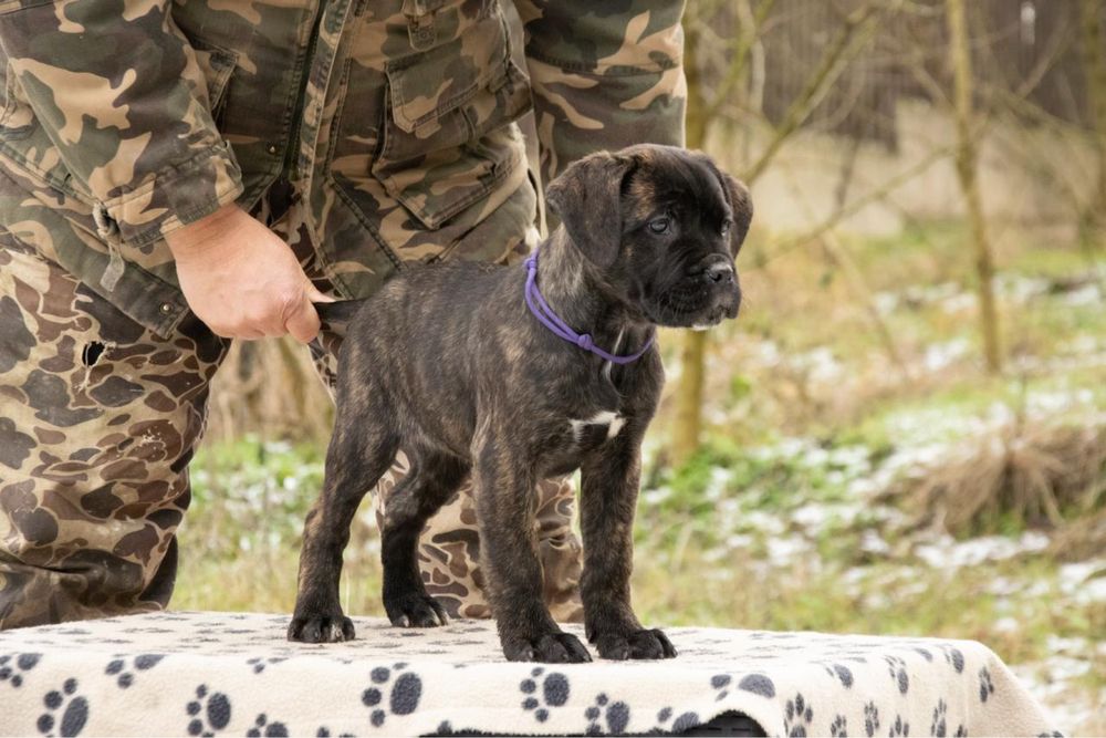 Cane Corso femela 3 luni