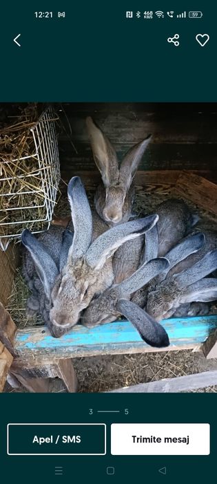 Iepuri uriaș german