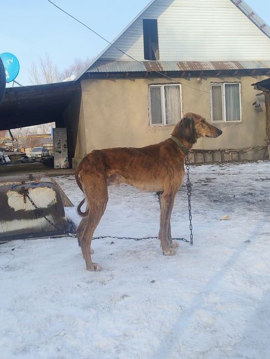 Тазы Сатылады Тарғыл