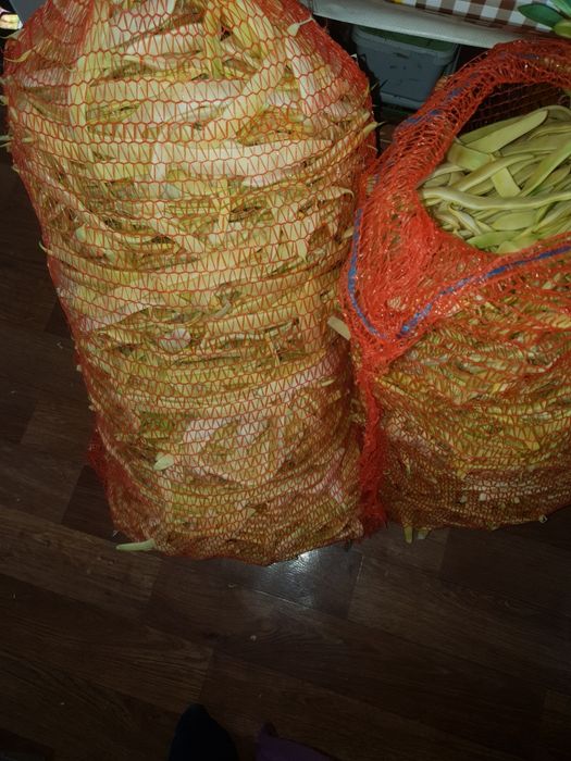 Vând fasole lată
