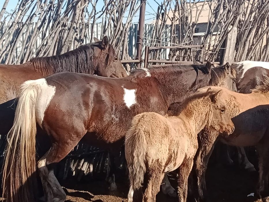 Продам кобыл с жеребятами