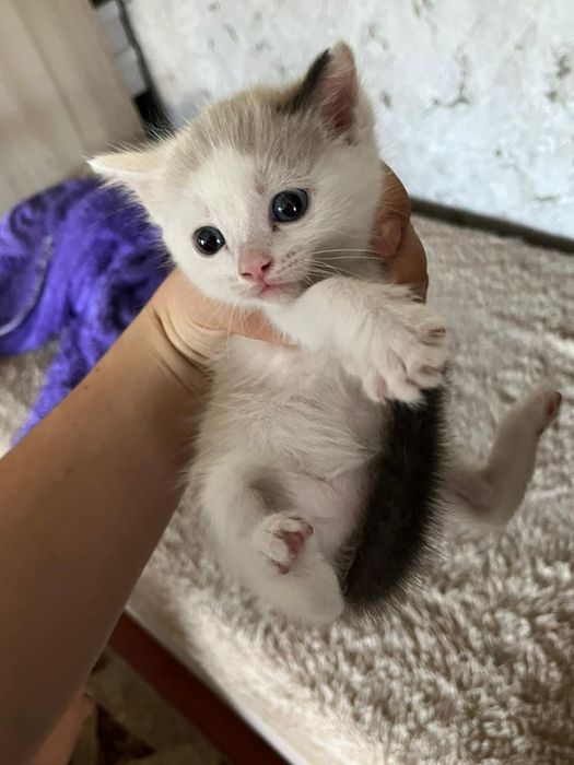 Отдам котят в добрые руки
