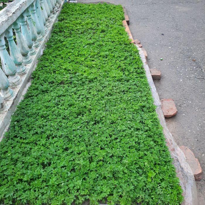 Daromadli biznes xrizantema