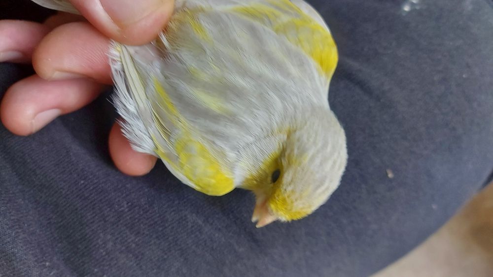 Канарчета,цветни и глостери