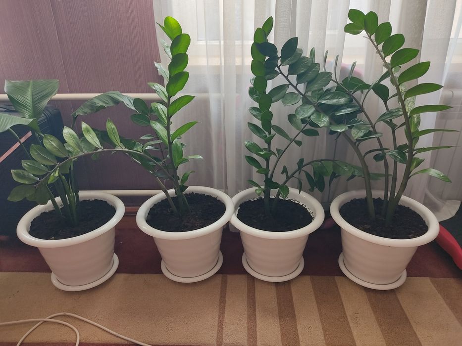 Цветы комнатные доллар