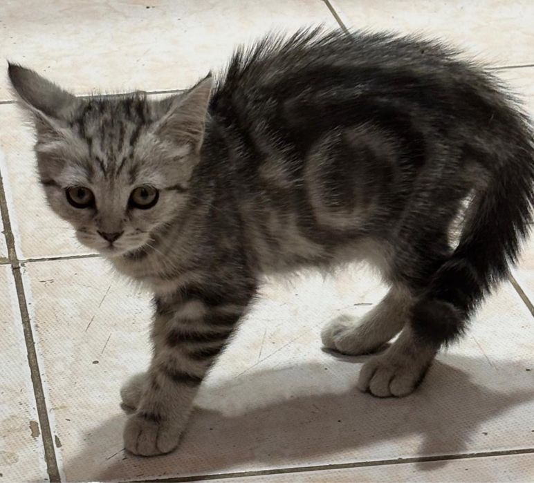 Котенка продам