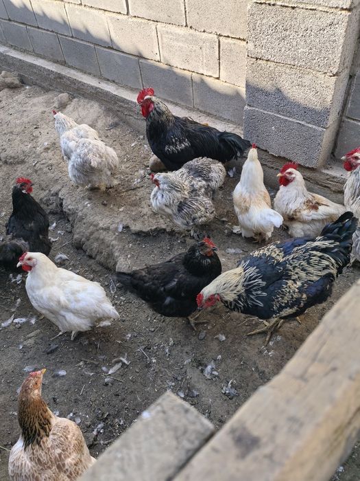 Продам  домашних петухов
