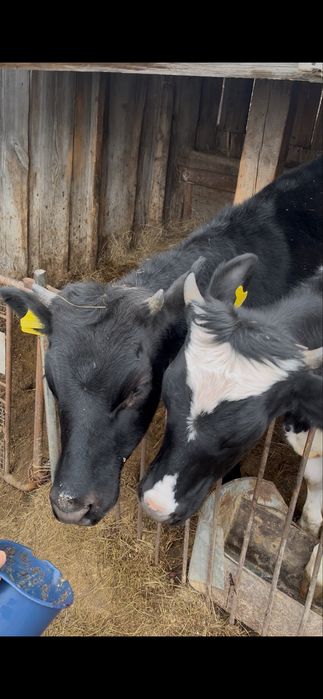 годовалые телачки!!