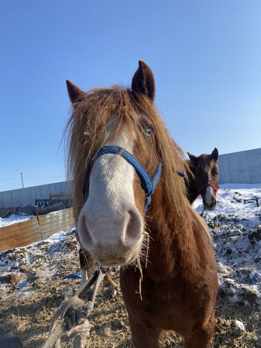 Породный полу тяжеловес