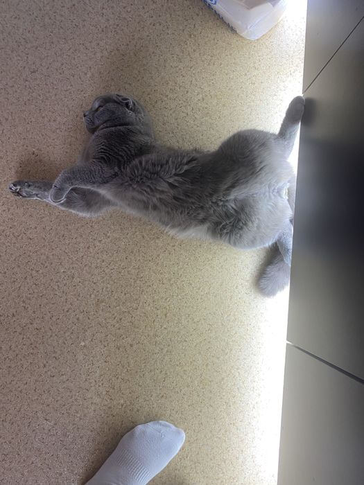 Отдам кота в добрые руки