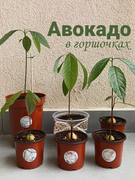 Лучший подарок! Дерево авокадо в горшке, саженцы