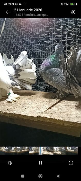 Porumbei voltati indieni