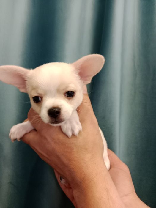 Щенок Чихуахуа -мальчик.