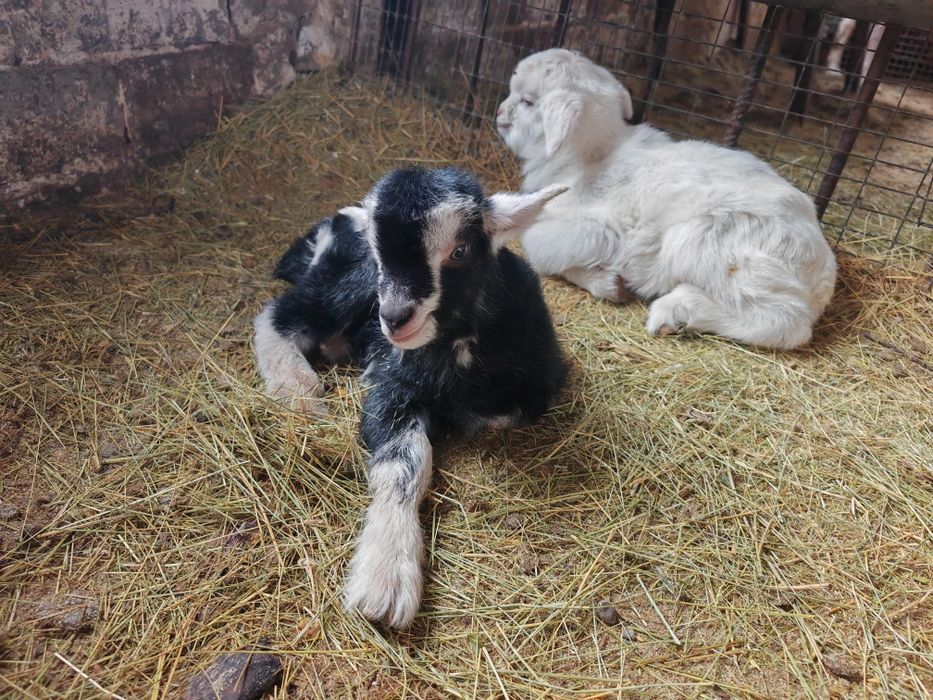 Срочно продам козлят