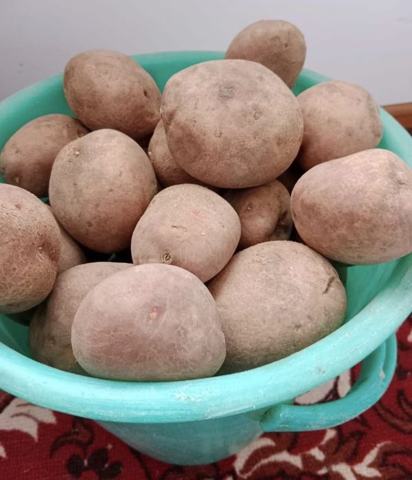 Картофель с доставкой дачный