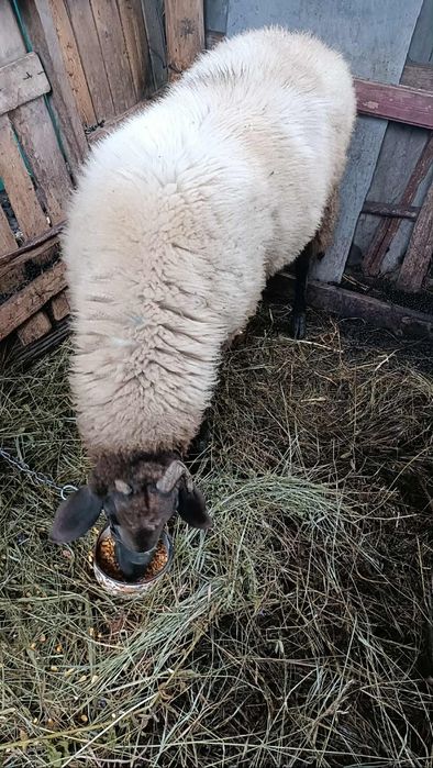 Vand berbeac de rasa