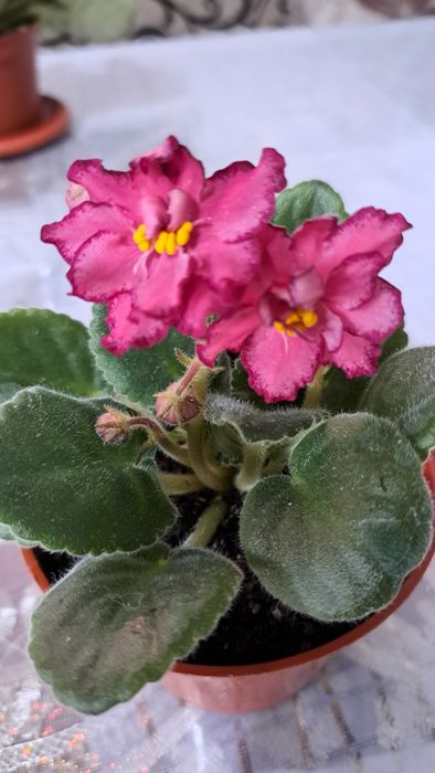 Продам комнатные Фиалки