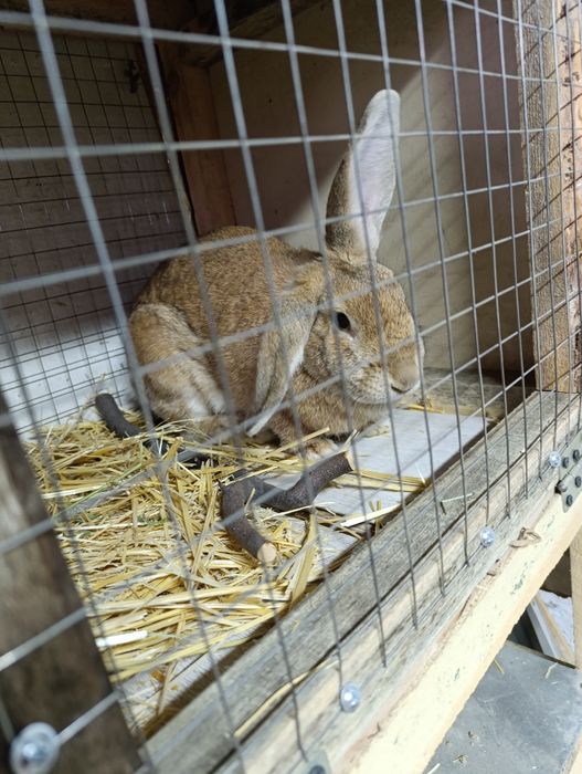 Кролики продам!!!