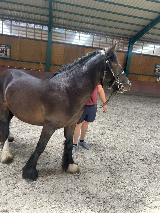 Pereche de manji gipsy vanner tinker originalu